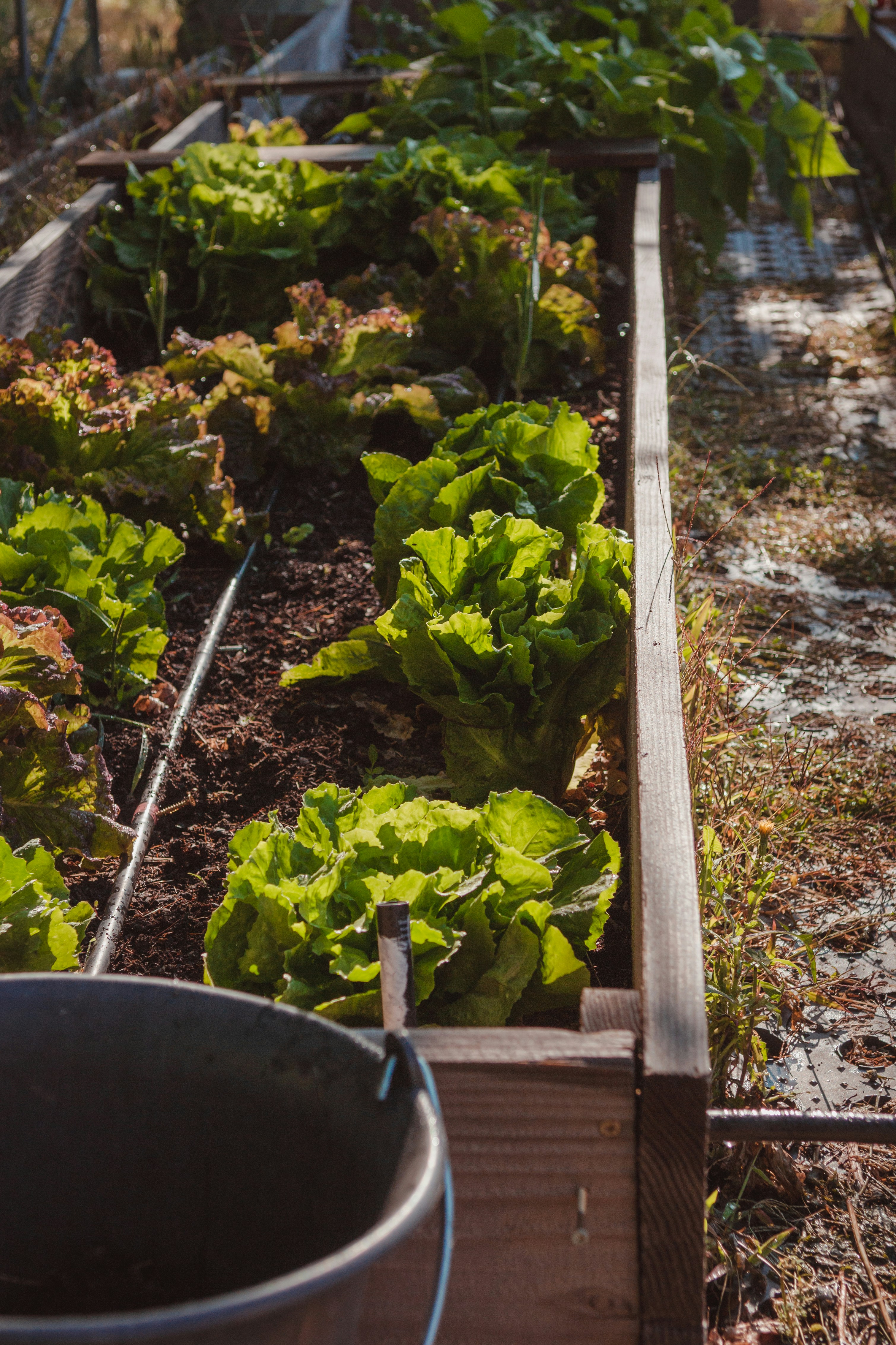 Frisches Gemüse in bepflanzten Gartenbeeten